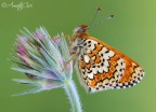 Melitaea cinxia (Linnaeus, 1758) Melitaea cinxia (Linnaeus, 1758)