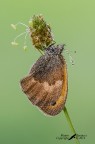 Coenonympha-pamphilus Coenonympha-pamphilus