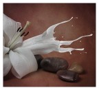 Ludica divagazione Ludica divagazione