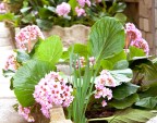 Home's Flowers Home's Flowers