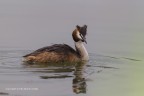 Podiceps cristatus (Svasso Maggiore)
Canon 1D MK IV - Canon 600mm -tripoide - capanno e reti mimetiche - Iso 320 - f/5.6 - 1/1000s - -0.67Ev
[url=http://imageshack.com/a/img829/8240/h52j.jpg]Clicca qui per la versione ad alta risoluzione![/url] 4200px
[url=https://imageshack.com/i/gig8xbj]Clicca qui per la versione ad alta risoluzione![/url] 2200px