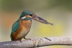 Martino femmina  - Martin pescatore comune (Alcedo atthis)  
Canon 1D Mk IV - Canon 600mm - f/7.1 - 1/500s - iso 250 - -0.33Ev - tripoide - capanno di foglie + reti mimetiche 
[url= http://imageshack.com/a/img843/1423/jvrn.jpg]Clicca qui per la versione ad alta risoluzione![/url]3900px
[url=http://imageshack.com/a/img42/7382/6pb4.jpg]Clicca qui per la versione ad alta risoluzione![/url] 2200px