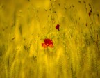 Rosso e giallo Rosso e giallo