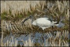 Ibis Sacro
