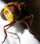 Ape o vespa? Ape o vespa?