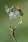 l'ultimo soggetto incontrato la scorsa stagione..., peccato la sovrapposizione del terminale della coda con il posatoio.
I vostri punti di vista sono sempre essenziali e graditi.
http://postimg.org/image/81y42t03f/full/