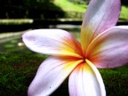 Flower bali Flower bali