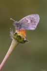Coenonympha pamphilius Coenonympha pamphilius