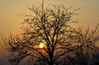 Behind the tree