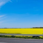 Un campo di colza.

Volevo trasmettere un'immagine serena, molto primaverile, dai colori vibranti, insomma qualcosa che ti dia la carica ed il buonumore.