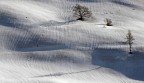 Trittico d'alberi nel deserto di neve Trittico d'alberi nel deserto di neve