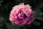 Peonia Peonia