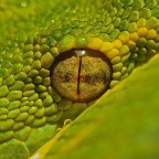 Morelia viridis (pitone verde arboricolo) Morelia viridis (pitone verde arboricolo)