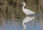 Garzetta riflessa... Garzetta riflessa...