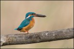 Martino Equilibrista