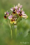 Ophrys tenthredinifera grandiflora Ophrys tenthredinifera grandiflora