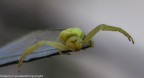spider