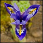 iris reticulatus iris reticulatus