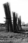 Pioppi a radicare Pioppi a radicare