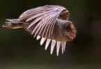 Volo Volo