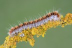 Lasiocampa quercus Lasiocampa quercus