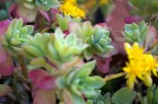 non solo i fiori della rosa sono belli