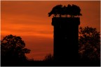 La torre alberata dei Guinigi, al crepuscolo. ripresa dalle mura di Lucca (nel titolo, le coordinate GPS del punto di scatto).EOS 7d con EF 100-400 @ 320 mm, ISO 200, f/5.6, 1/640; 8/4/2014 ore 19:59