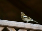 fringuello (fringilla coelebs) fringuello (fringilla coelebs)