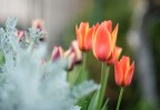 colori colori