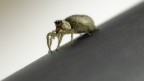 Aracnofobia