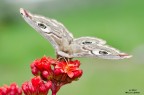 Saturnia pyri Saturnia pyri