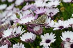 Into the flowers