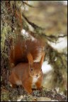 Red Squirrel Red Squirrel