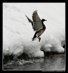 caspita...che freddo !!!!! caspita...che freddo !!!!!