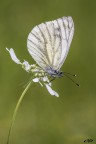 Pieris brassicae Linnaeus, 1758 Pieris brassicae Linnaeus, 1758