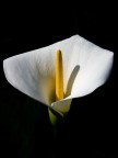 Calla