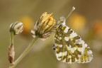 Pontia edusa Pontia edusa