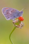 Coenonympha pamphilius Coenonympha pamphilius