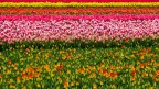 Tulipani Tulipani