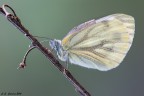 Pieris Napi Pieris Napi