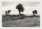 Salento 04/2014