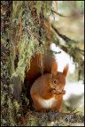 Scoiattolo Rosso Scoiattolo Rosso