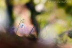ciao a tutti mi presento con questo scatto
fatto con nikon d7000 105 vr