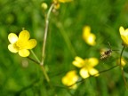La vespa Nomada in volo tra i ranuncoli. (Nikon J2)