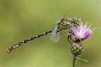 Onychogomphus forcipatus Onychogomphus forcipatus