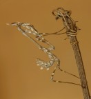 Empusa pennata tono su tono... Empusa pennata tono su tono...