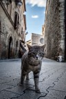 street cat street cat