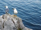 Gabbiani sulla roccia Gabbiani sulla roccia