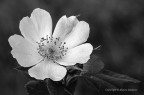 Rosa canina B&W Rosa canina B&W