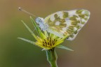 Pontia edusa